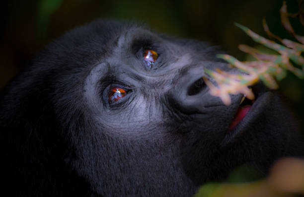 gorilla di montagna nella foresta impenetrabile di bwindi in uganda - gorilla safari animals wildlife photography foto e immagini stock