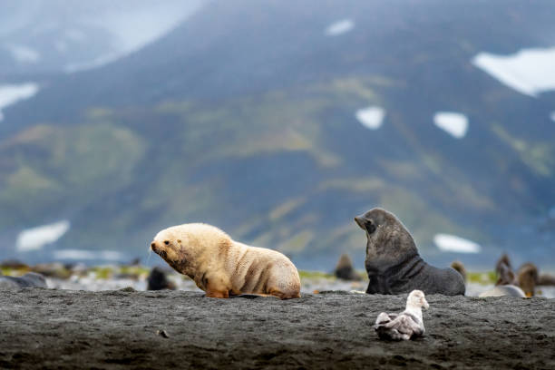 istock A rare albino fur seal in Antarctica 1330134080