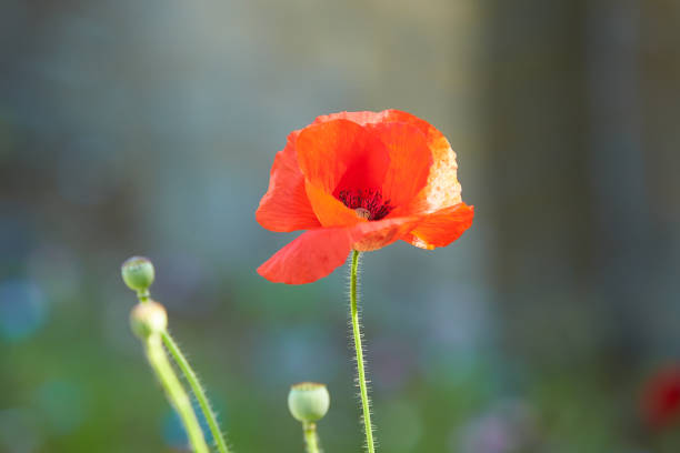 istock Shirley poppy bloom in summer garden. 1330135001