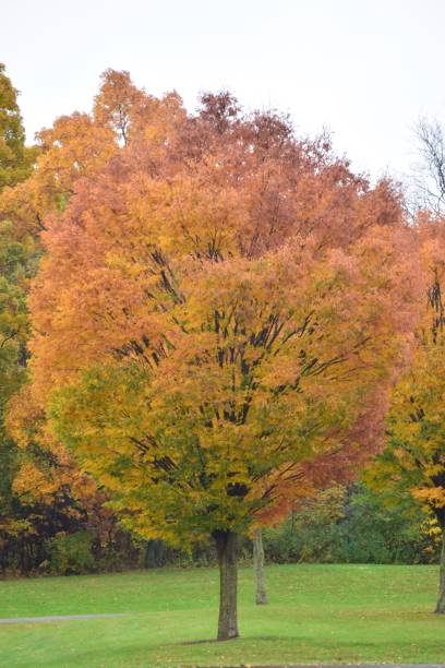 istock Colors of the seasons 1330135115