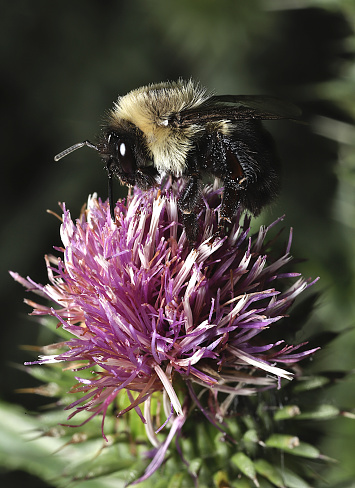 Side view of a black and yellow bumble bee foraging atop a purple thistle flower.