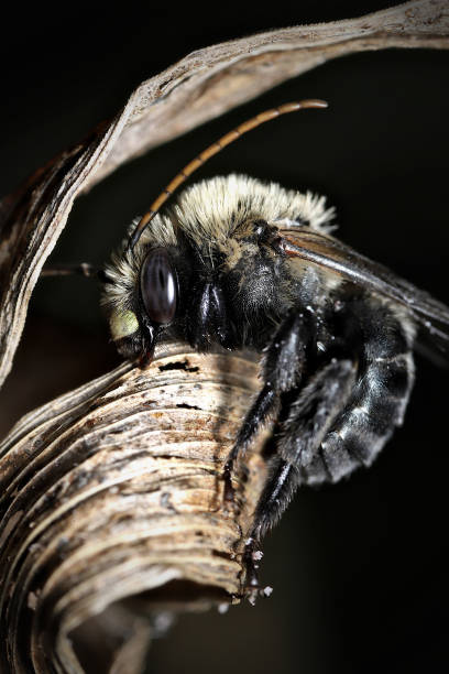 istock Sleeping Male Thistle Longhorn Bee (Melissodes desponsus) 1330136940