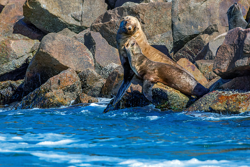 Australia Fur Seals on the rocks in Lakes Entrance