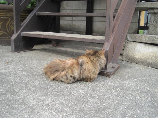 istock Brown and black mottled stray cat 1330142597