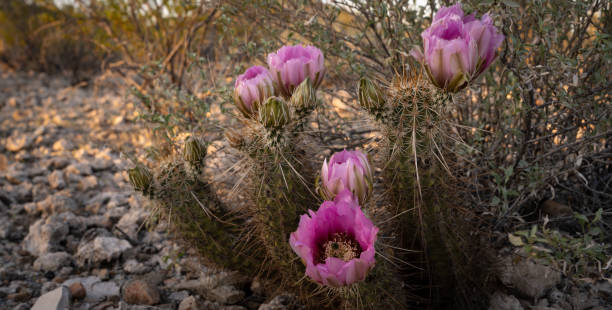 istock Blooming magenta hedgehog cactus, Echinocereus, flowers 1330143357