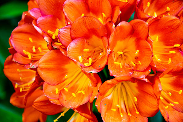 istock Macro red and orange tropical flowers 1330144998