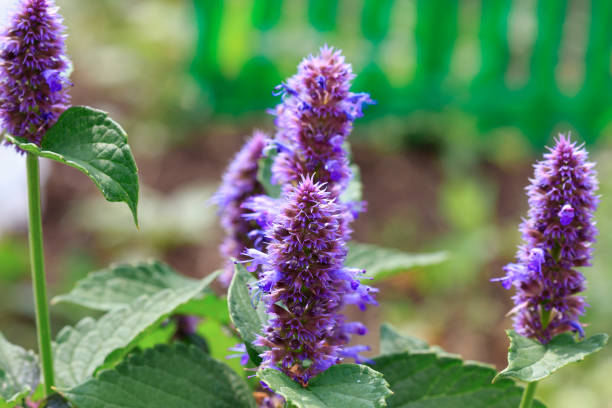 Giant hyssop ( Agastache foeniculum ) Giant hyssop ( Agastache foeniculum ) agastache stock pictures, royalty-free photos & images