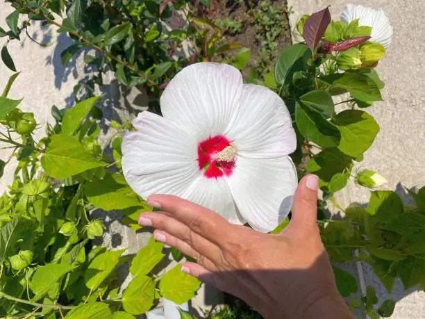 HIBISCUS flowers LUNA WHITE, HIBISCUS moscheutos WHITE WITH RED CENTER ZONE. beautiful garden tropical plant.