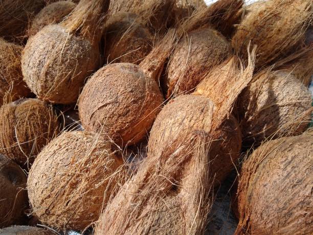 istock Pile of coconuts in the market 1330148862