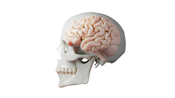 silver skull on a black background 3d rendering - human skeleton people human spine human bone imagens e fotografias de stock