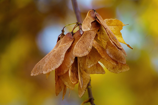 maple seeds sway in the winter wind