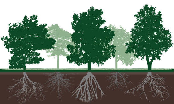 土壌中の緑の冠と根系を持つ異なる落葉樹のシルエット。地上レベルの下のルート構造。ベクターの図。 - poplar tree illustrations点のイラスト素材／クリップアート素材／マンガ素材／アイコン素材