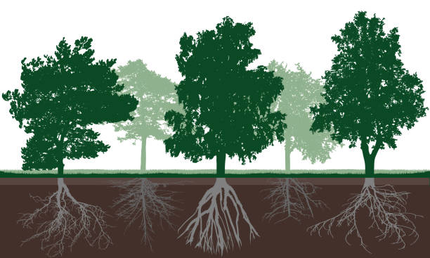 sylwetka różnych drzew liściastych z zieloną koroną i systemem korzeniowym w glebie. struktura korzenia poniżej poziomu gruntu. ilustracja wektorowa. - poplar tree illustrations stock illustrations