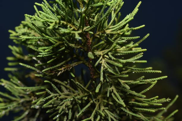 cryptomeria radicans cryptomeria radicans  isolated on black background cryptomeria stock pictures, royalty-free photos & images