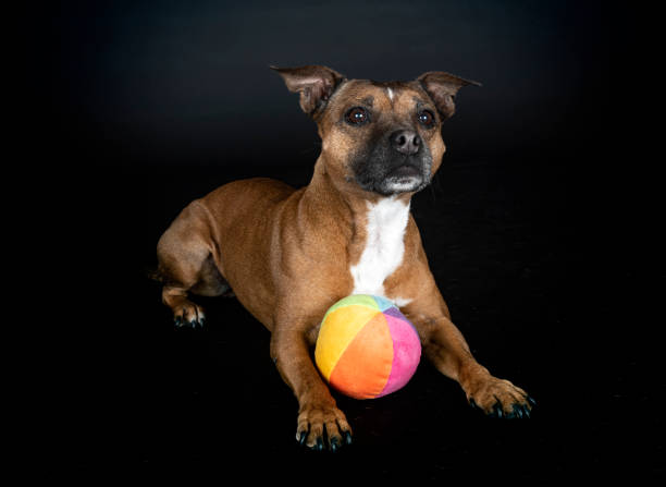 istock staffordshire bull terrier 1330154408