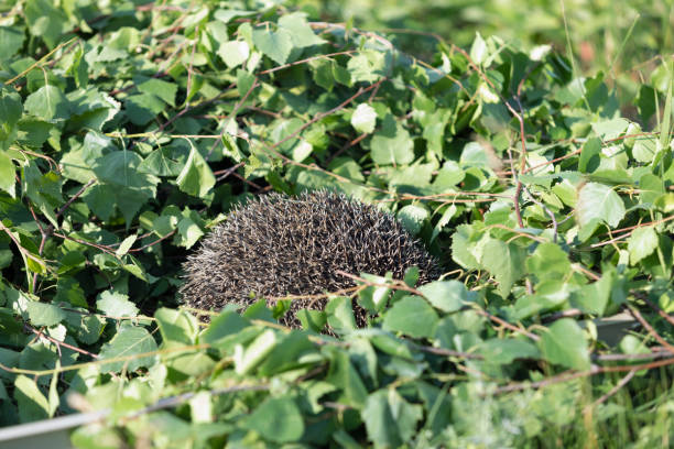 European Hedgehog curled up in ball, protecting and hiding in leaves