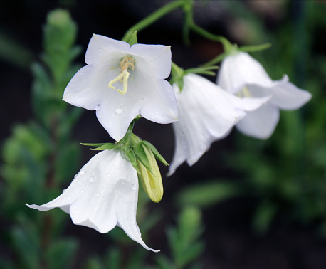 Campanula flowers blooming in the garden close - up view. White campanula flower blooming in the garden
