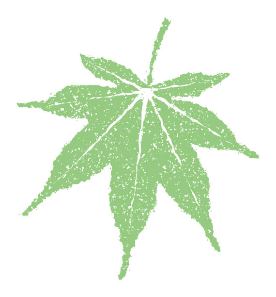 illustrazioni stock, clip art, cartoni animati e icone di tendenza di illustrazione timbro motivo estivo per biglietto d'auguri estivo ecc. | foglia d'acero - japanese maple leaf water japan