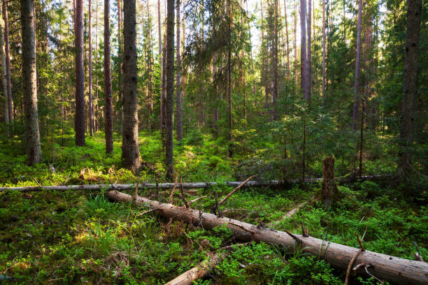 istock Green and lush summery old-growth forest forest with decaying dead trees 1330157243