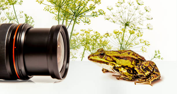 Frog jumping off a dslr camera. This is a 3d illustration