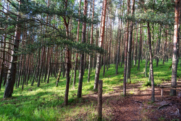 istock Nature reserve on the Curonian spit, pine forest. 1330159261
