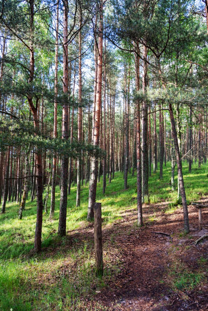 istock Nature reserve on the Curonian spit, pine forest. 1330159284