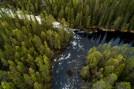 Una vista aérea de dos ríos se fusionan en uno a través del exuberante y verde bosque de taiga finlandesa durante el verano photo