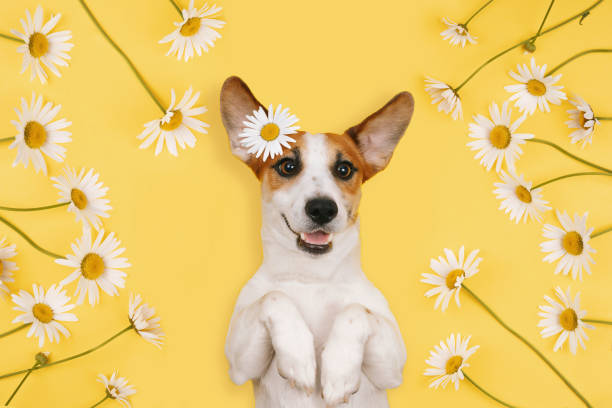 istock Happy Jack Russell with a smiling face 1330160217