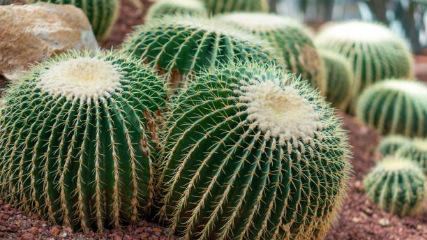 istock golden barrel cactus 1330160386