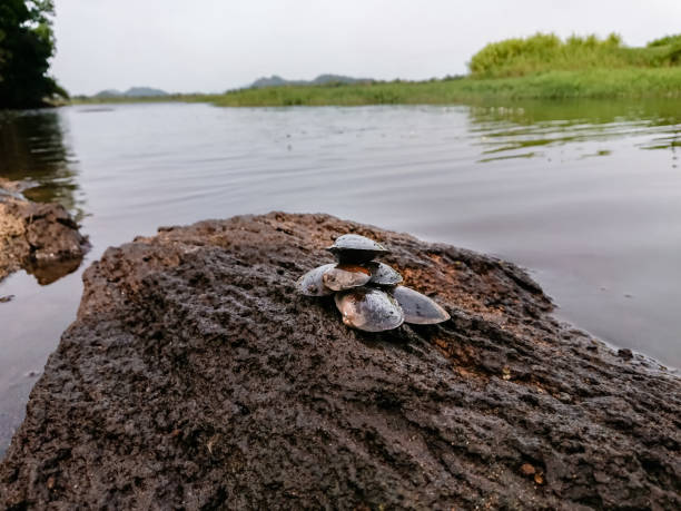 Beautiful swan-mussel on the rock near the lake Sinanodonta woodiana the Chinese pond mussel, Eastern Asiatic freshwater clam or swan-mussel, is a species of freshwater mussel, an aquatic bivalve mollusk in the family Unionidae, the river mussels. pearl clam photos stock pictures, royalty-free photos & images