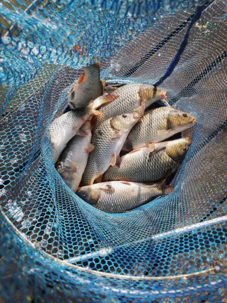 carp fish caught on fishing in a fishing cage. Excellent catch of a fisherman