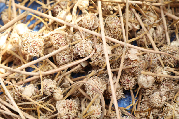 istock garlic being dried after harvest. 1330161168