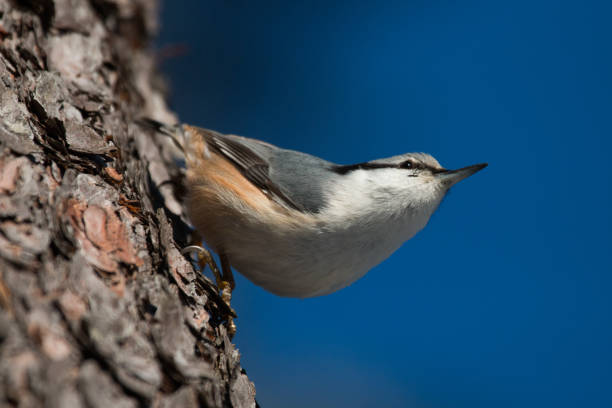 istock Fast and curious songbird Eurasian nuthatch, Sitta europaea on a tree upside down 1330161171