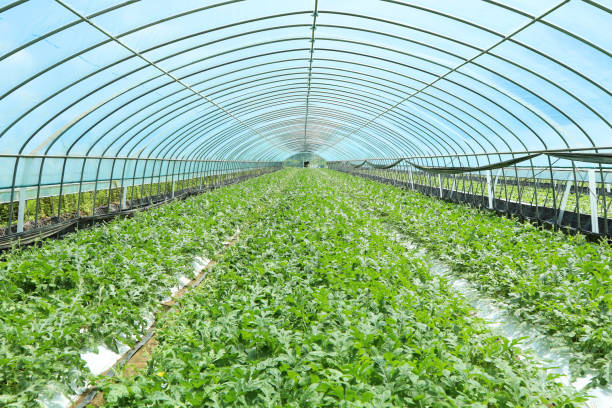 istock Watermelon field in the greenhouse 1330161203