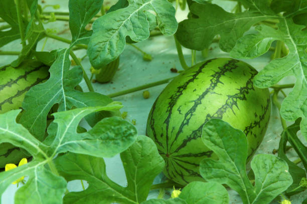 istock ripe watermelon growing on a farm 1330161252