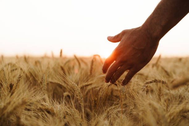 istock Male hand touches wheat ears on field at sunset 1330161848