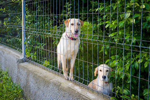 Color image depicting two golden Labrador retriever dogs - a mum and its puppy - behind a wire fence surrounded by lush green foliage. The two dogs are looking at the camera.