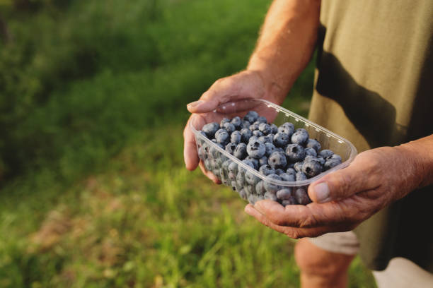 istock Senior man hands holding box with fresh cultivated blueberry 1330164024