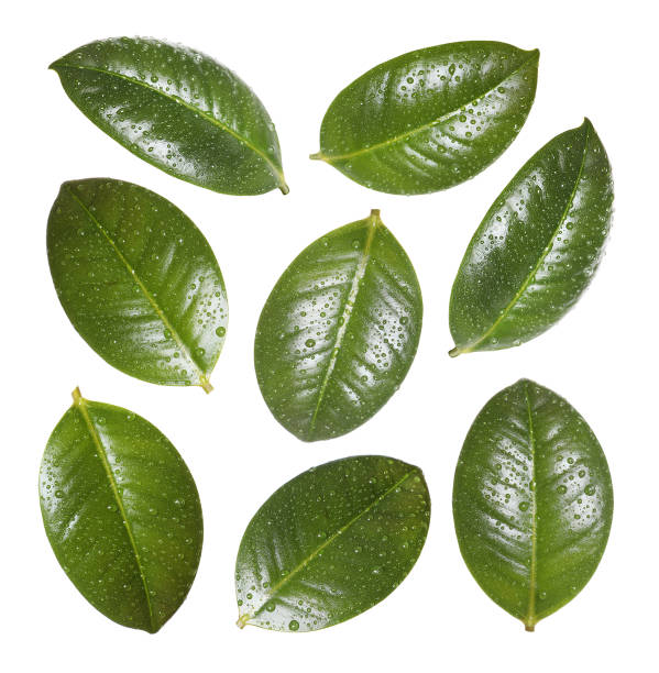 istock Beautiful fresh green leaves with water drops on white background, collage 1330164546
