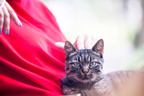 istock Stray cat, feeling happy in human lap. 1330164595