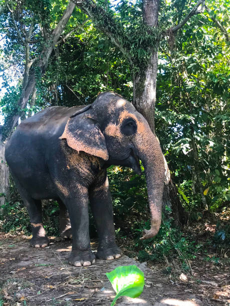 istock photo of an elephant in a rainforest 1330164875