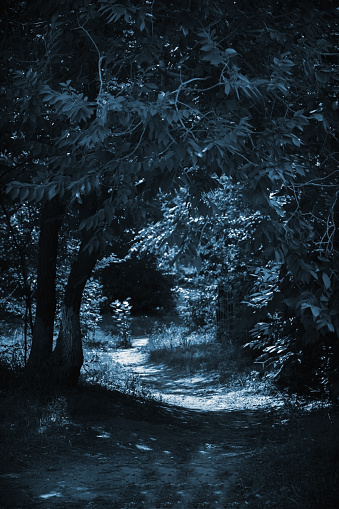 Horror concept, a trail to a scary dark fairytale night black forest among the trees with mystical paronormal blue moonlight and eerie shadows in the darkness causing a feeling of fear.