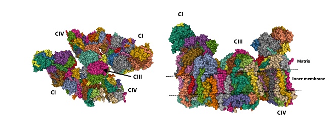 The enzyme cytochrome c oxidase or Complex IV, EC 1.9.3.1, is a large transmembrane protein complex found in bacteria, archaea, and the mitochondria of eukaryotes. 3D Gaussian surface model, chain id color scheme, based on PDB 5xti, white background.
