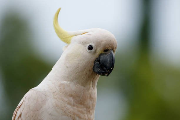 istock Sulphur-Crested Cockatoos (Cacatua galerita) feeding on seeds 1330165985