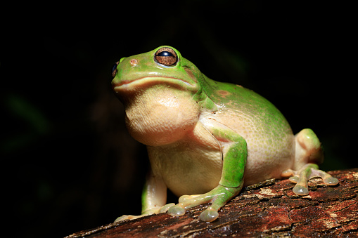 Red-eyed tree frog sitting on moss in rainforest.