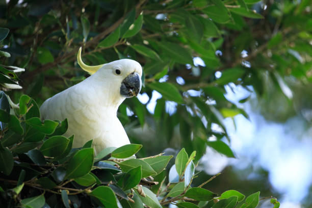 istock Sulphur-Crested Cockatoo (Cacatua galerita) feeding on seeds from a tree 1330166793