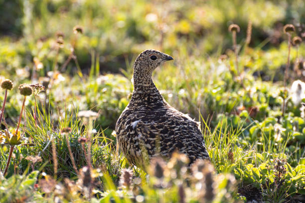 istock Grey partridge (Perdix perdix) also known as the English partridge 1330166884