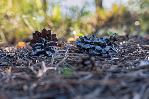 A few pine cones lying on the ground among the dry needles. Shallow focus with the main subject in the middle and blurred background and foreground. Regular wood and coniferous plants, decorations.