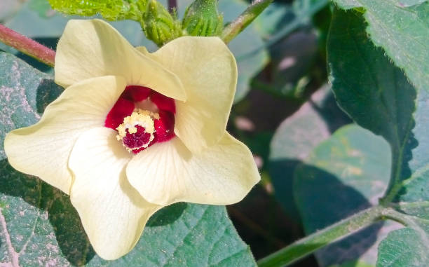 Cotton flower in a field. Close up of cotton flower in a cotton field with blurred background. cotton flower stock pictures, royalty-free photos & images