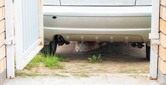 A red haired domestic cat is resting under a car, hiding from the sun.